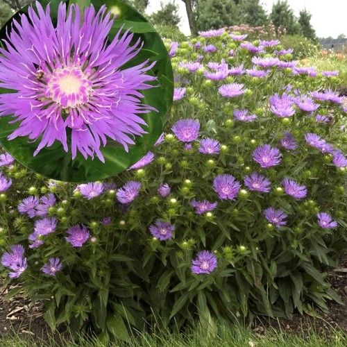 Stokesia 'Peaches Pick' - Jumikaster 'Peaches Pick' P9/0,55L